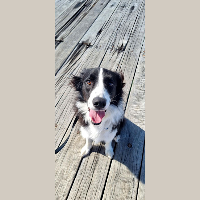Photo of Buddy