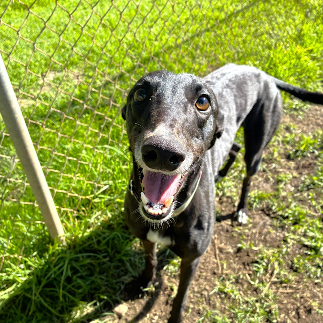 Photo of Hiraani The Greyhound
