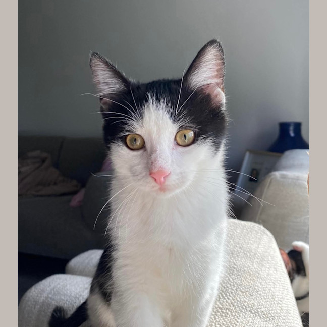 Photo of Oreo 