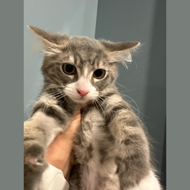 Photo of Summer Meet Me @Petstock Mornington Nepean Hwy