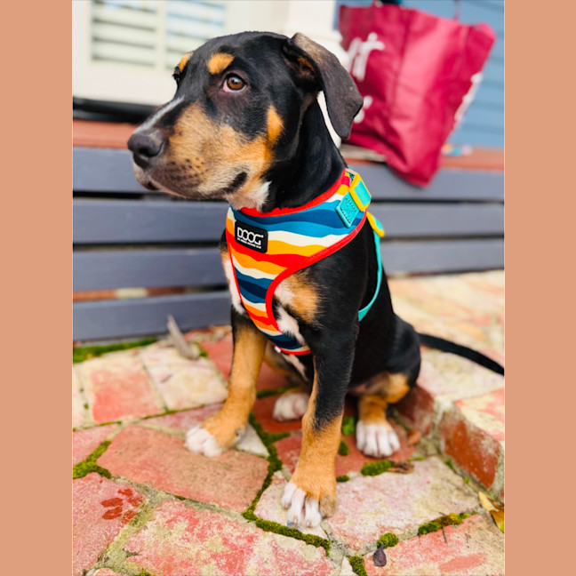 Photo of Axel