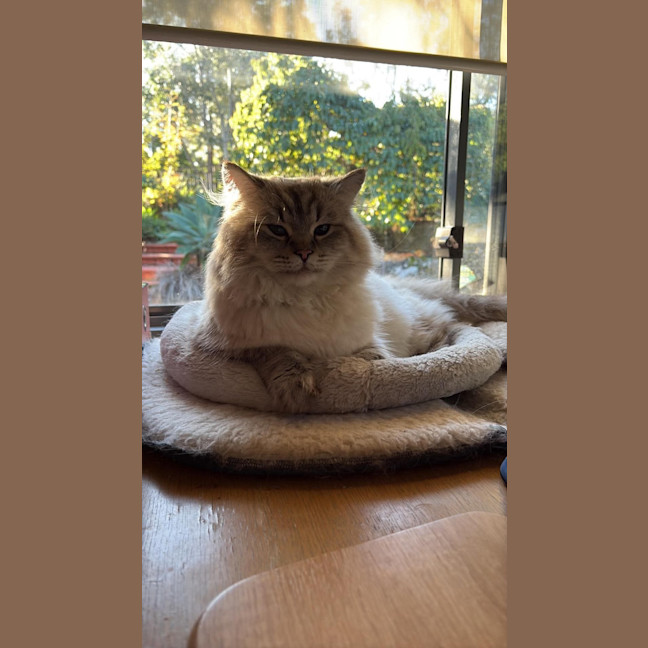 Photo of Merlin  In Foster Care In Lower Plenty
