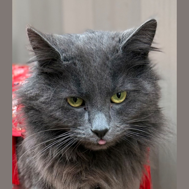 Photo of Anthony (Tony) Pawdain