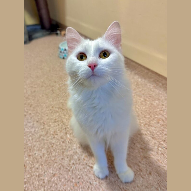Photo of Ciri