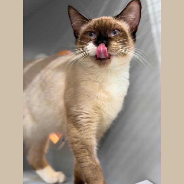 Photo of Socks 