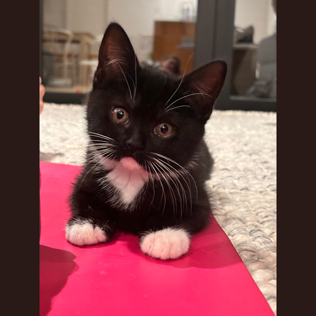 Photo of Maggie (Was Ninja)