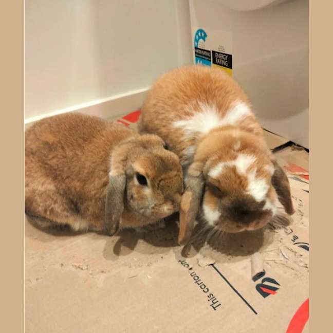 Photo of Cinnamon & Speedy