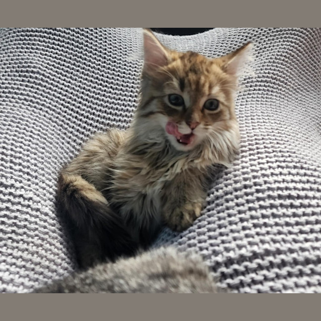 Photo of Salsa   Located In Melbourne