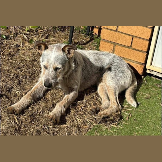 Photo of Jelly Slice