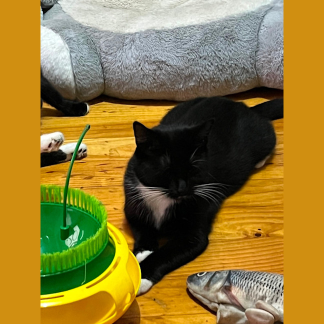 Photo of Ula ** 2nd Chance Cat Rescue **