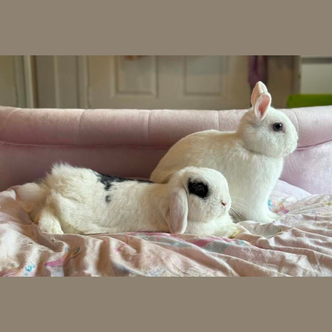 Photo of Blot (W Mini Luna)