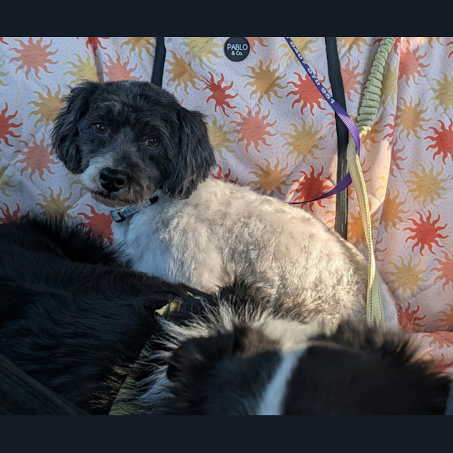 Photo of Benji