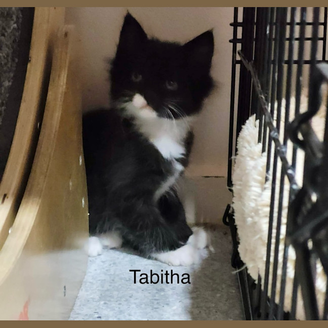 Photo of Tabitha M *9 Lives Project Rescue*