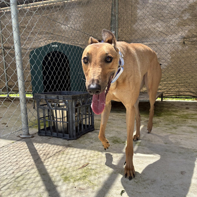 Photo of Delphine The Greyhound