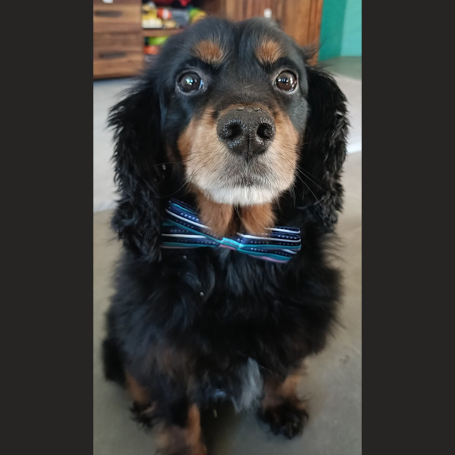 Photo of Maxi   5 Year Old Cavoodle