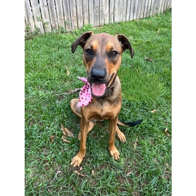 Photo of Gloria *$350 Adoption Fee*