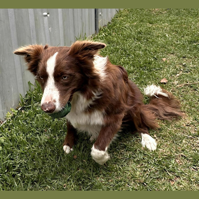 Photo of Zeke   11 Month Old Border Collie