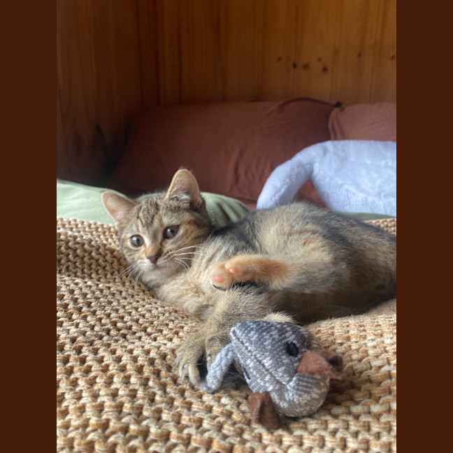 Photo of Tawny 