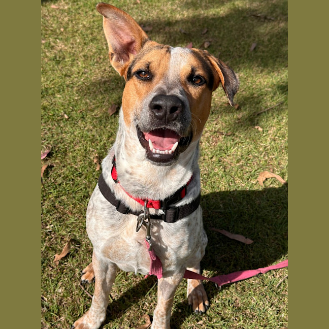 Photo of Rusty