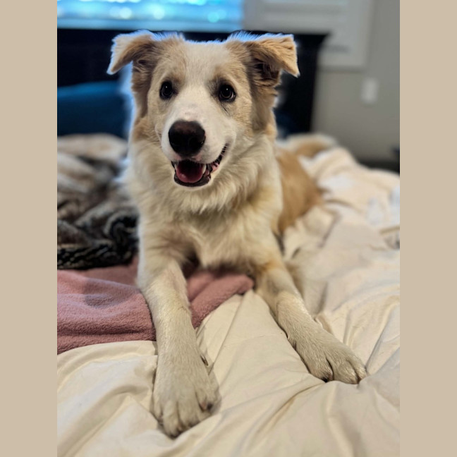 Photo of Biscuit