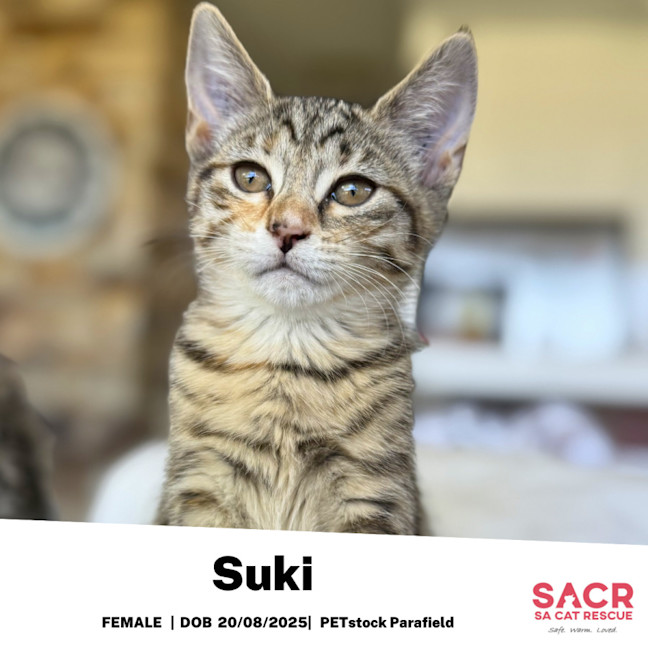 Photo of Suki