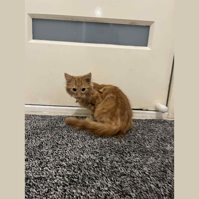 Photo of Simba   In Foster Care In Pakenham