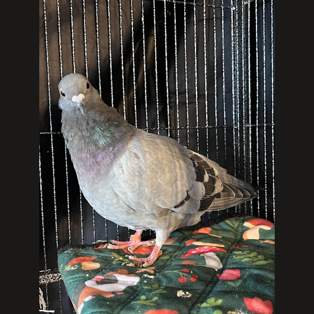 Photo of Lufi