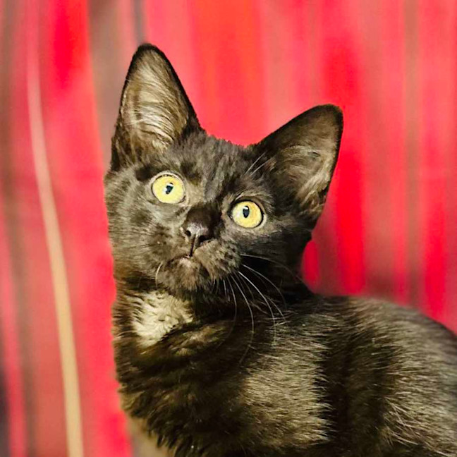 Photo of Boo (Located In Preston) 