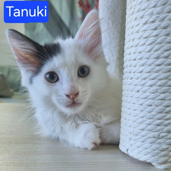 Photo of Tanuki