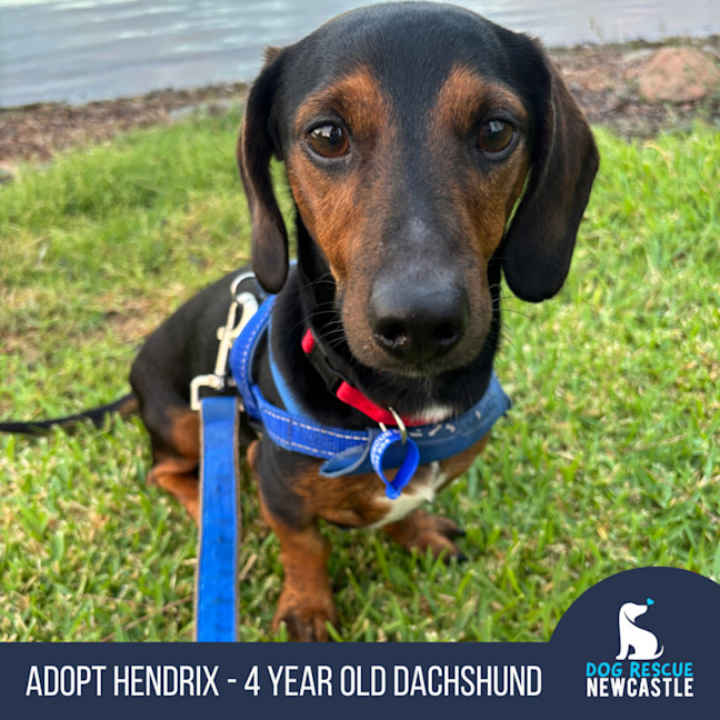 Photo of Hendrix   4 Year Old Dachshund 