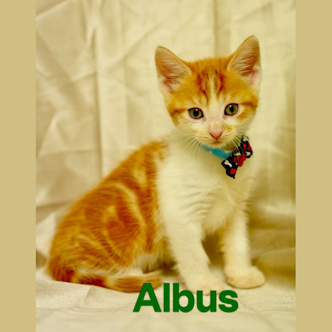Photo of Albus