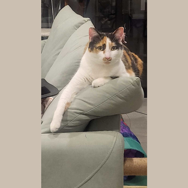 Photo of Mia Calico
