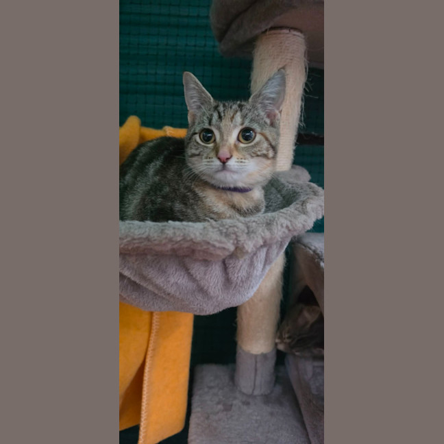 Photo of Zosia**2nd Chance Cat Rescue**