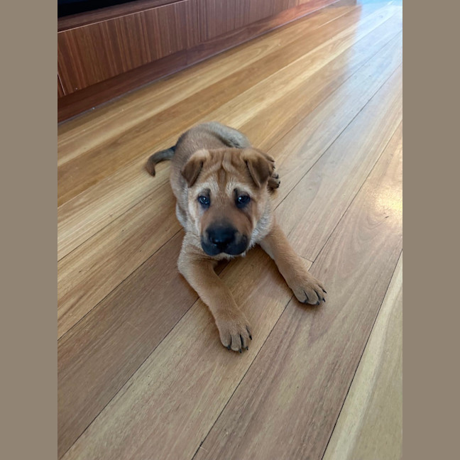 Photo of Jasper