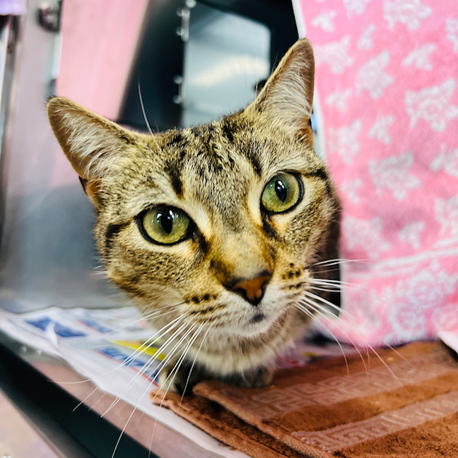 Photo of Scooter