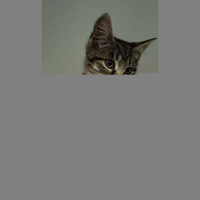 Photo of Anchovie Squid
