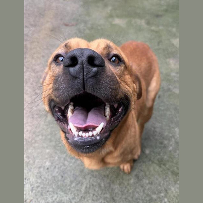 Photo of Smiley
