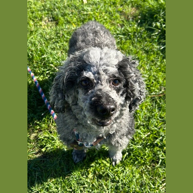 Photo of Cooper