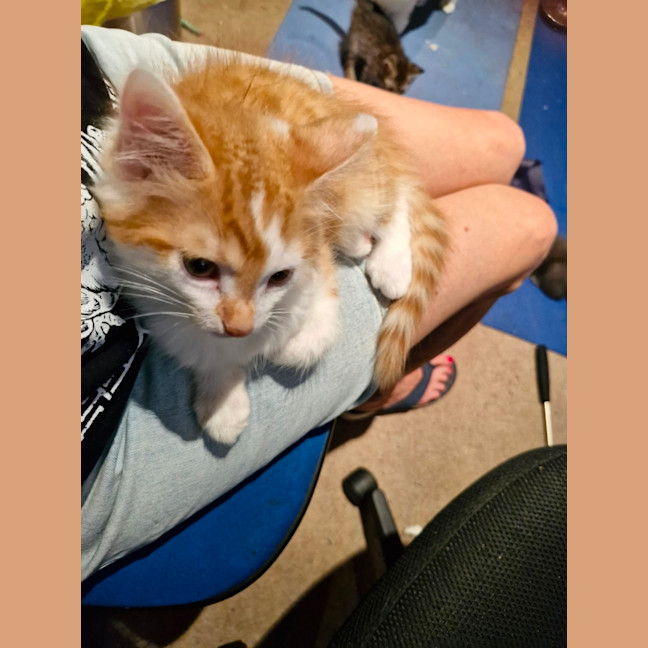 Photo of Ginger Meggs 