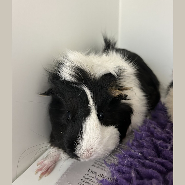 Photo of Mango