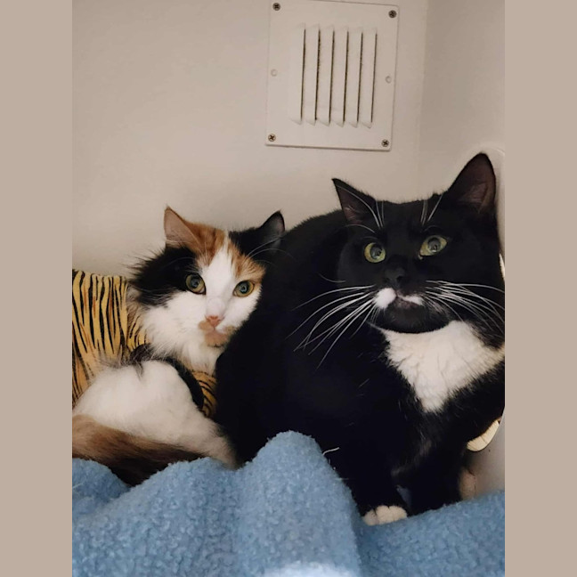 Photo of 🎀Brigita 6395 🎀