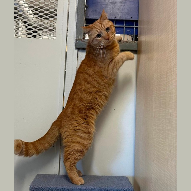 Photo of Link