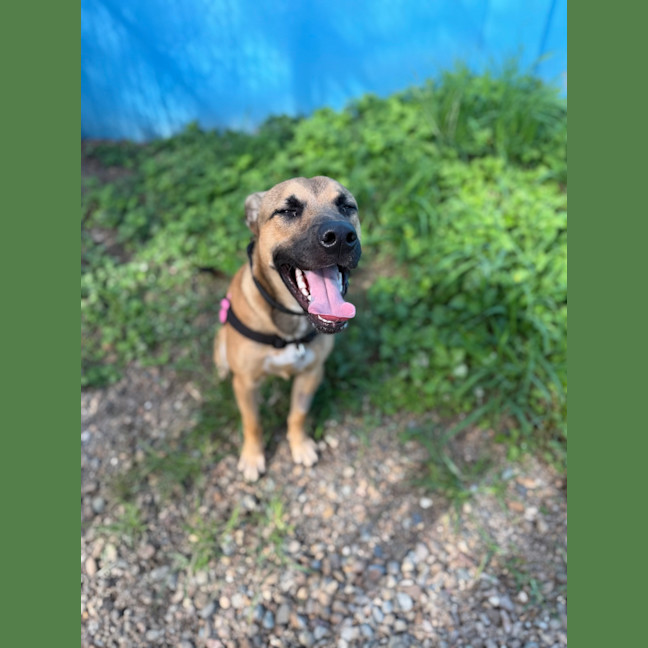 Photo of Peanut