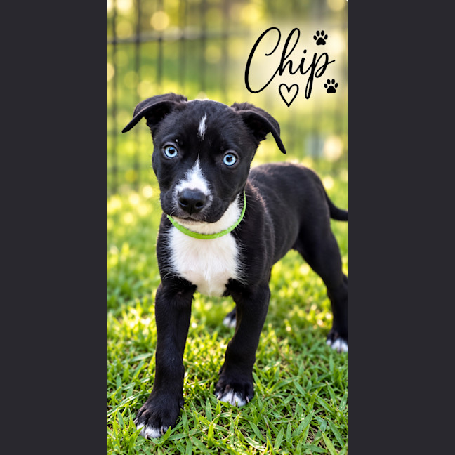 Photo of Chip