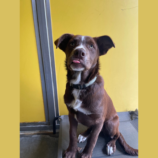 Photo of Banjo