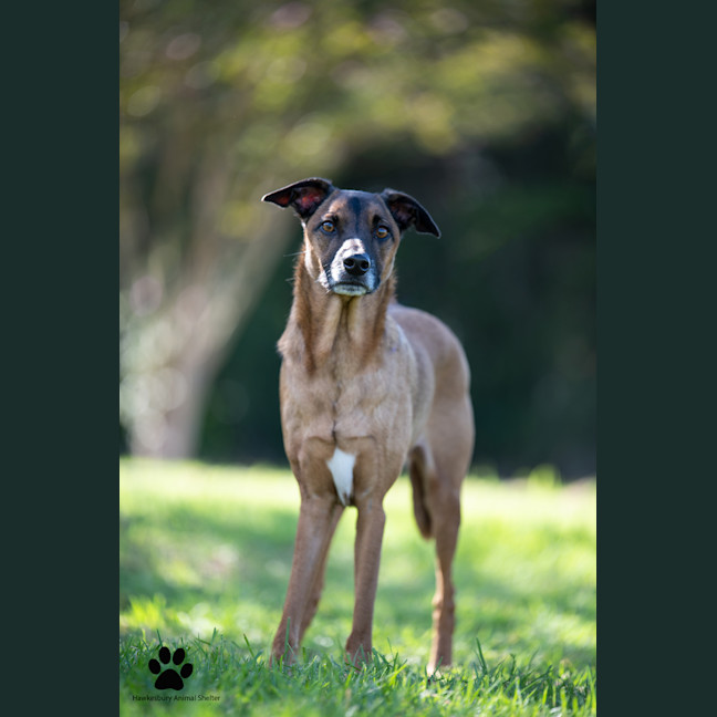 Photo of Fenrir