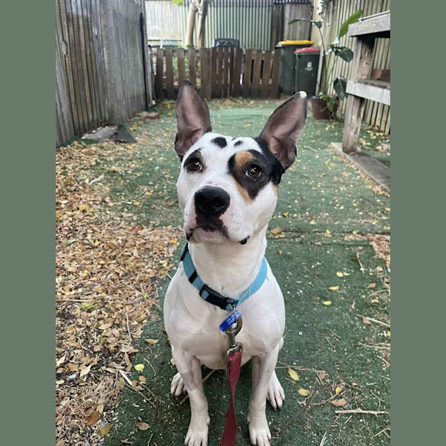 Photo of Demo   2 Year Old Staffy X