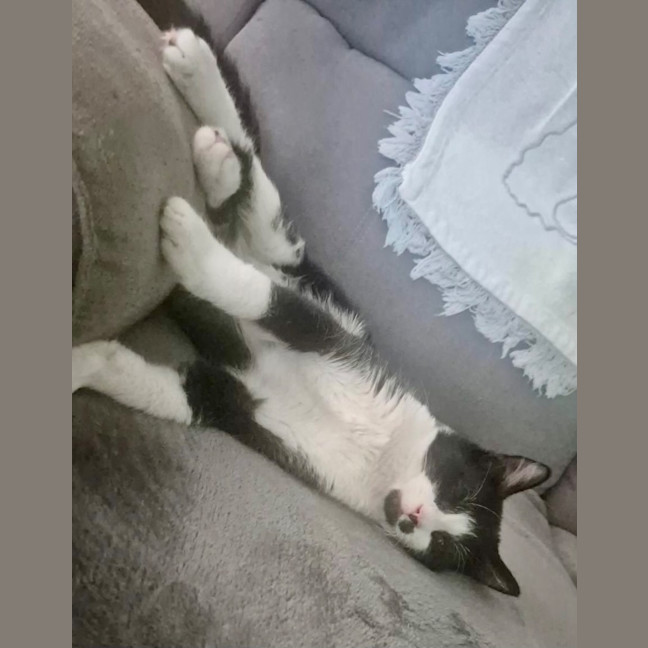 Photo of Jack Sparrow