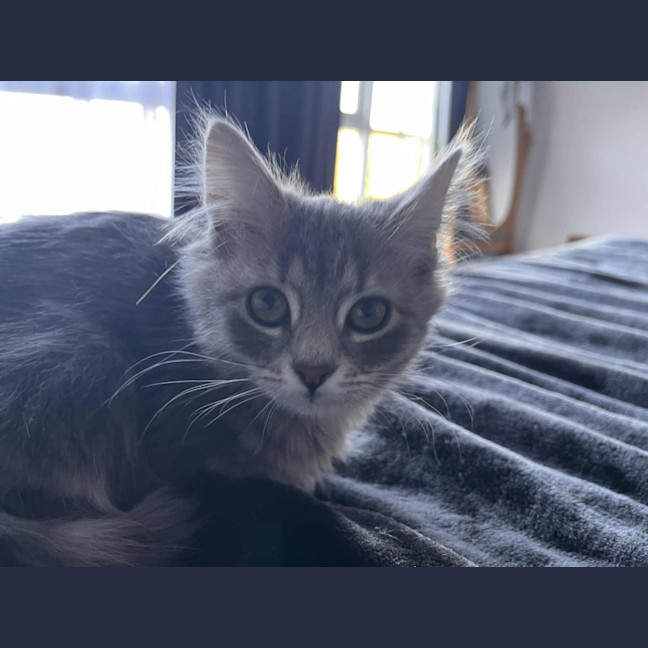 Photo of Trowel   In Foster Care In Greensborough