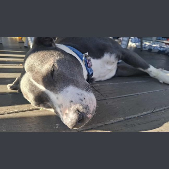 Photo of Lily